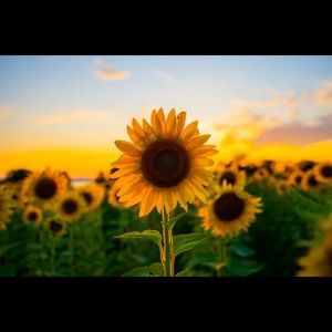 Meet your Posher, Jewels